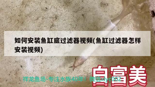 如何安装鱼缸底过滤器视频(鱼缸过滤器怎样安装视频) 大白鲨鱼苗