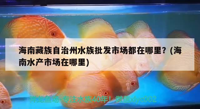 海南藏族自治州水族批发市场都在哪里？(海南水产市场在哪里) 观赏鱼水族批发市场