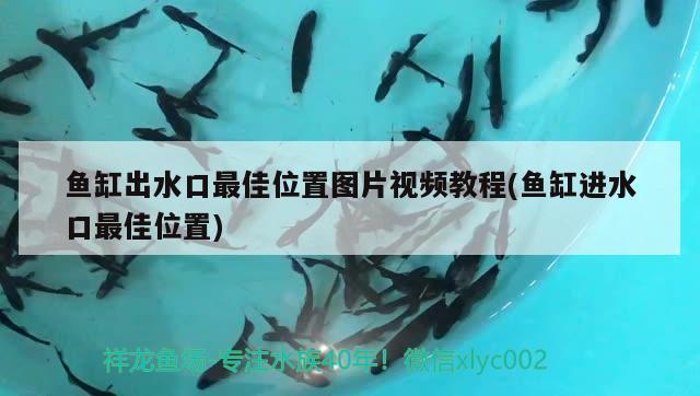 鱼缸出水口最佳位置图片视频教程(鱼缸进水口最佳位置) 水族品牌