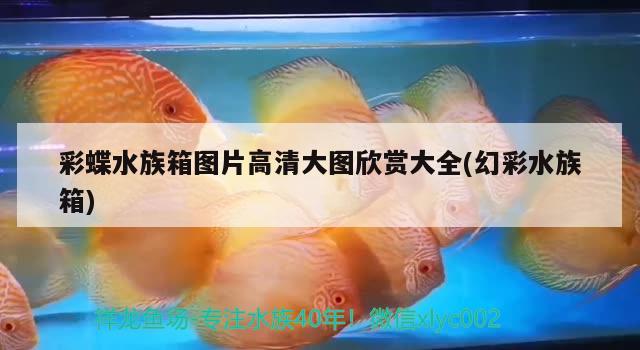 彩蝶水族箱图片高清大图欣赏大全(幻彩水族箱)