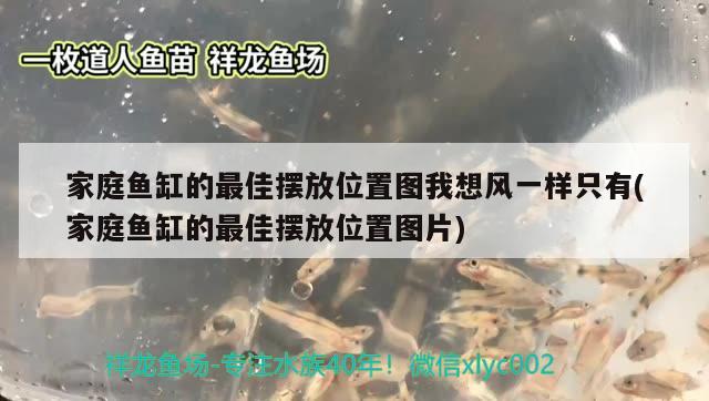 家庭鱼缸的最佳摆放位置图我想风一样只有(家庭鱼缸的最佳摆放位置图片) 印尼红龙鱼