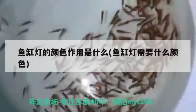 鱼缸灯的颜色作用是什么(鱼缸灯需要什么颜色) 鸭嘴鲨鱼 第2张