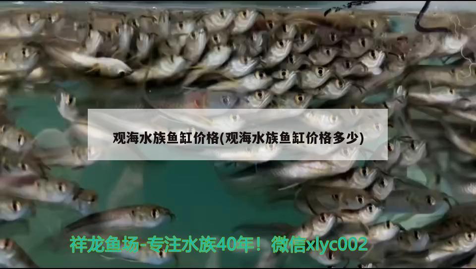 观海水族鱼缸价格(观海水族鱼缸价格多少) 黄金达摩鱼