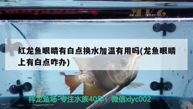 红龙鱼眼睛有白点换水加温有用吗(龙鱼眼睛上有白点咋办) 成吉思汗鲨（球鲨）鱼