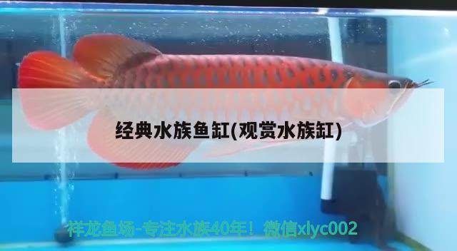 经典水族鱼缸(观赏水族缸)