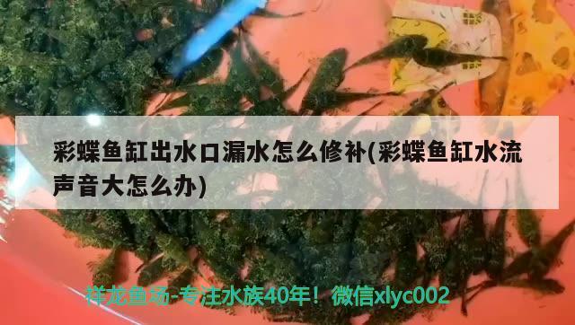 彩蝶鱼缸出水口漏水怎么修补(彩蝶鱼缸水流声音大怎么办)