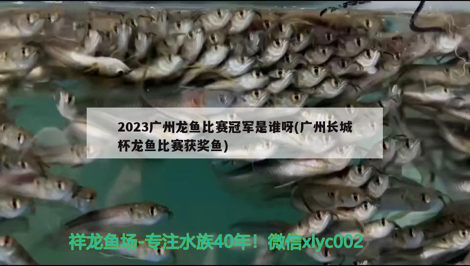 2023广州龙鱼比赛冠军是谁呀(广州长城杯龙鱼比赛获奖鱼)