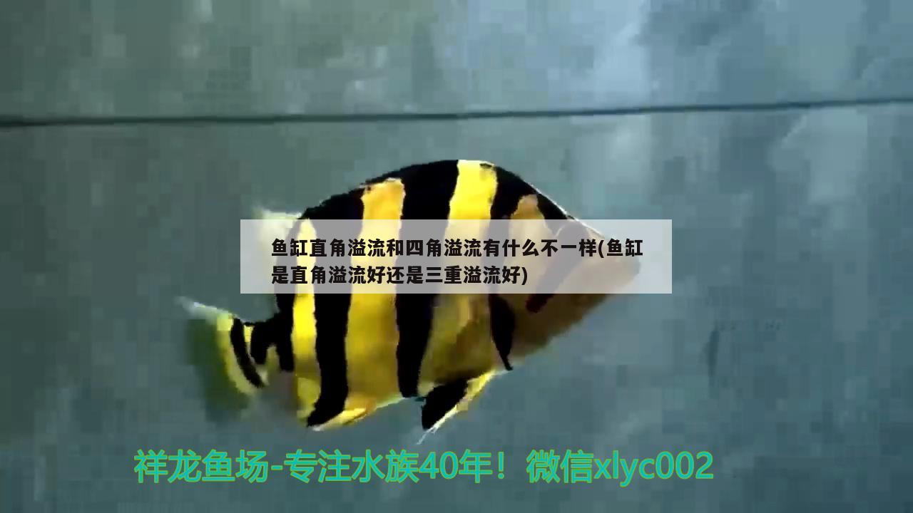 鱼缸直角溢流和四角溢流有什么不一样(鱼缸是直角溢流好还是三重溢流好) 黄金达摩鱼