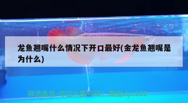 龙鱼翘嘴什么情况下开口最好(金龙鱼翘嘴是为什么)