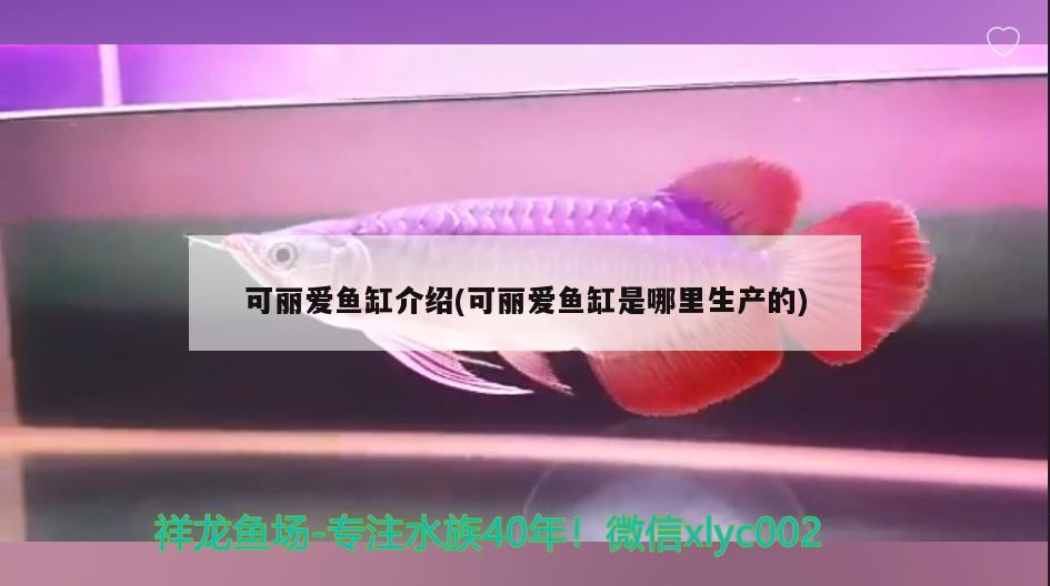 可丽爱鱼缸介绍(可丽爱鱼缸是哪里生产的) 黄金鸭嘴鱼