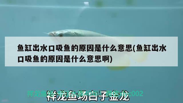 鱼缸出水口吸鱼的原因是什么意思(鱼缸出水口吸鱼的原因是什么意思啊)