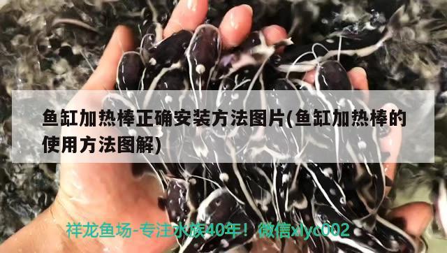 鱼缸加热棒正确安装方法图片(鱼缸加热棒的使用方法图解) 大白鲨鱼