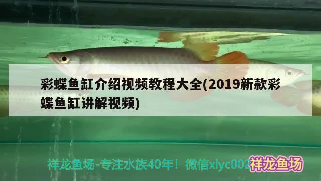 彩蝶鱼缸介绍视频教程大全(2019新款彩蝶鱼缸讲解视频) 金头过背金龙鱼