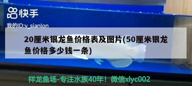 20厘米银龙鱼价格表及图片(50厘米银龙鱼价格多少钱一条) 银龙鱼