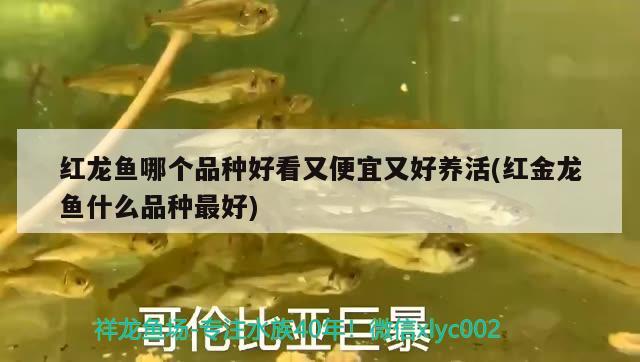 广州水族批发市场vv祥龙鱼场（广州最大的龙鱼批发在哪里） 马拉莫宝石鱼苗 第3张