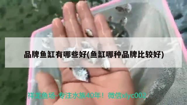 龙鱼品牌有哪些牌子：龙鱼品牌有哪些牌子的