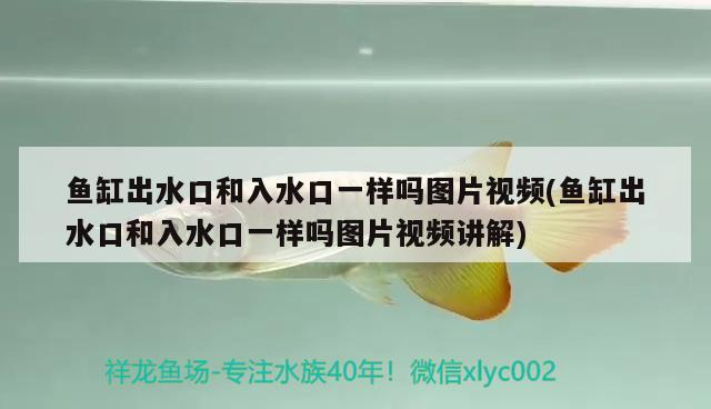 鱼缸出水口和入水口一样吗图片视频(鱼缸出水口和入水口一样吗图片视频讲解)