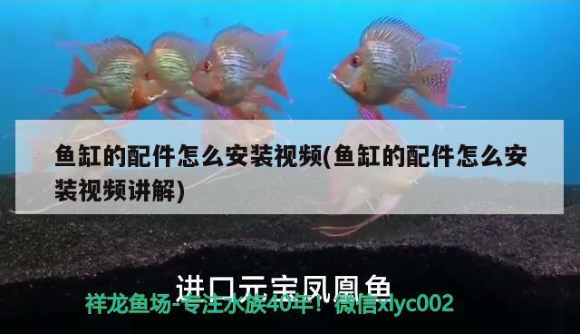 鱼缸的配件怎么安装视频(鱼缸的配件怎么安装视频讲解) 二氧化碳设备