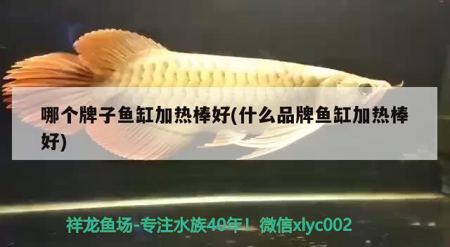 哪个牌子鱼缸加热棒好(什么品牌鱼缸加热棒好) 祥龙鱼场