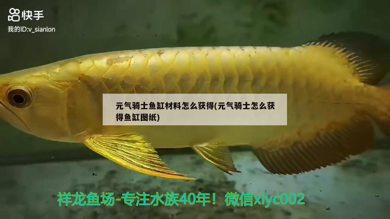 元气骑士鱼缸材料怎么获得(元气骑士怎么获得鱼缸图纸) 白条过背金龙鱼