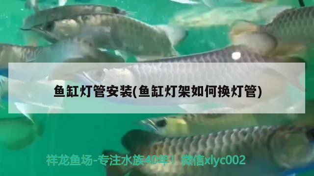 红龙鱼的绿皮与绿底(绿皮红龙鱼图片)