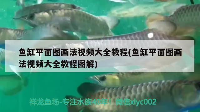 银龙鱼用什么灯光好一点（银龙鱼用开灯吗） 水族灯（鱼缸灯） 第1张