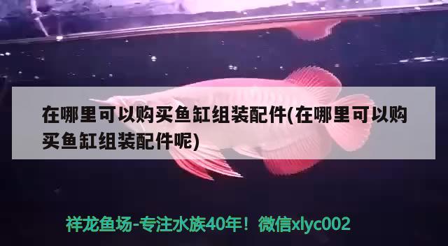 在哪里可以购买鱼缸组装配件(在哪里可以购买鱼缸组装配件呢) 古典过背金龙鱼