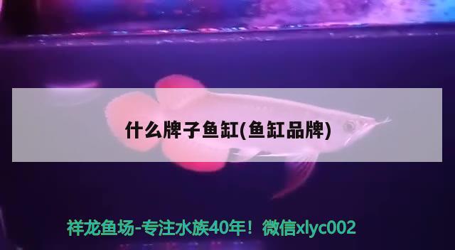 鱼缸底部有红色沉淀物：鱼缸底部有红色沉淀物怎么回事 观赏鱼市场 第3张