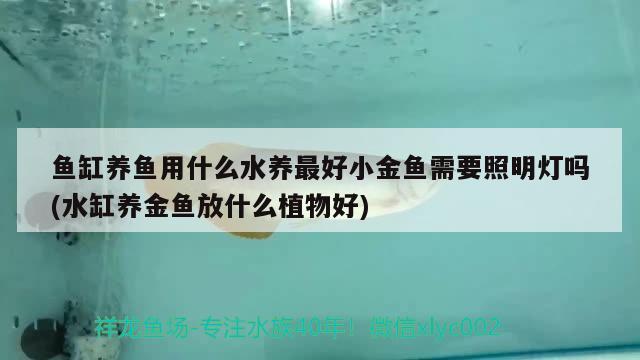 鱼缸养鱼用什么水养最好小金鱼需要照明灯吗(水缸养金鱼放什么植物好)