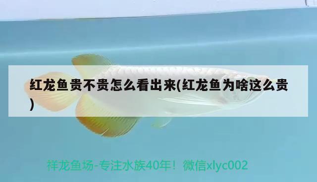 龙鱼饲料配方大全(龙鱼饲料鱼是什么鱼) 祥龙水族医院 第3张