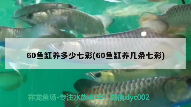 60鱼缸养多少七彩(60鱼缸养几条七彩) 观赏龟/鳖饲料