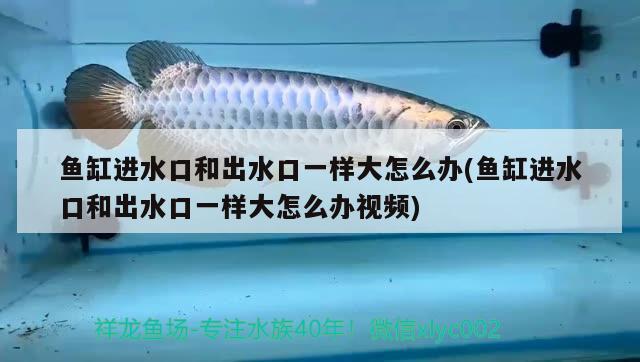 鱼缸进水口和出水口一样大怎么办(鱼缸进水口和出水口一样大怎么办视频) 蝴蝶鲤