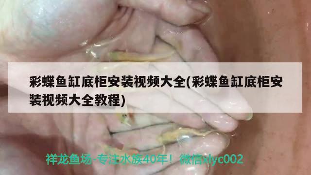 彩蝶鱼缸底柜安装视频大全(彩蝶鱼缸底柜安装视频大全教程) 三间鼠鱼苗