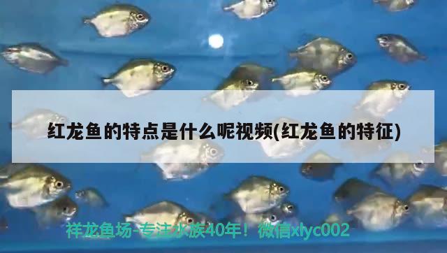 赤血红龙鱼图片高清大图（ 赤血红龙鱼图片高清大图） 广州水族批发市场