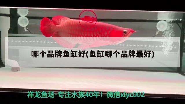 哪个品牌鱼缸好(鱼缸哪个品牌最好) 广州水族批发市场