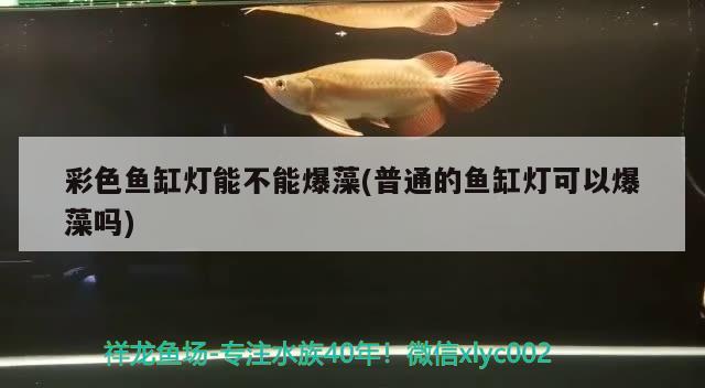 彩色鱼缸灯能不能爆藻(普通的鱼缸灯可以爆藻吗)