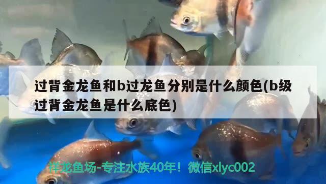 可丽爱鱼缸显示屏图解(可丽爱水族箱显示屏) 鱼缸/水族箱