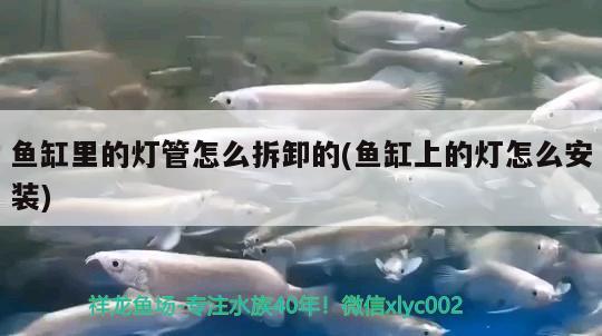 鱼缸里的灯管怎么拆卸的(鱼缸上的灯怎么安装) 黄吉金龙（白子金龙鱼）