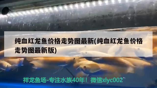 纯血红龙鱼价格走势图最新(纯血红龙鱼价格走势图最新版)