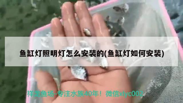 鱼缸灯照明灯怎么安装的(鱼缸灯如何安装) 七纹巨鲤鱼