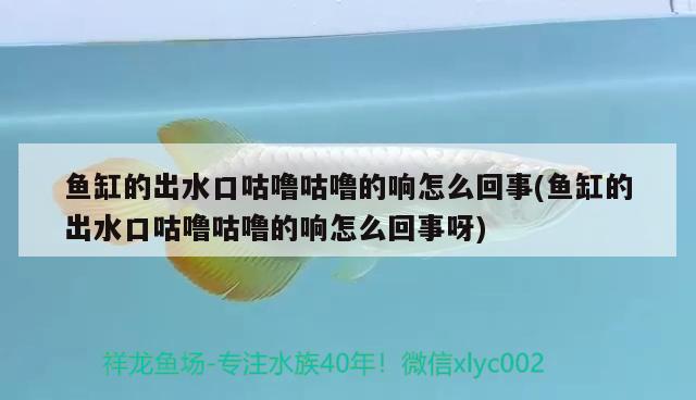 草缸观赏鱼搭配什么好：草缸搭配什么鱼好看 广州水族批发市场 第3张