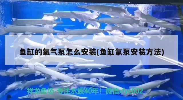 鱼缸的氧气泵怎么安装(鱼缸氧泵安装方法)