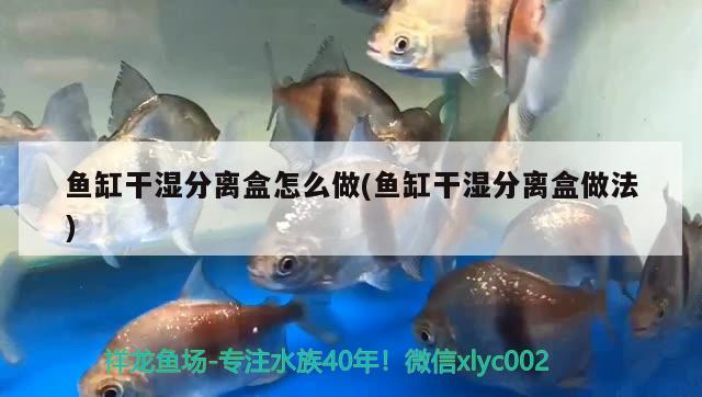 鱼缸干湿分离盒怎么做(鱼缸干湿分离盒做法) 星点金龙鱼