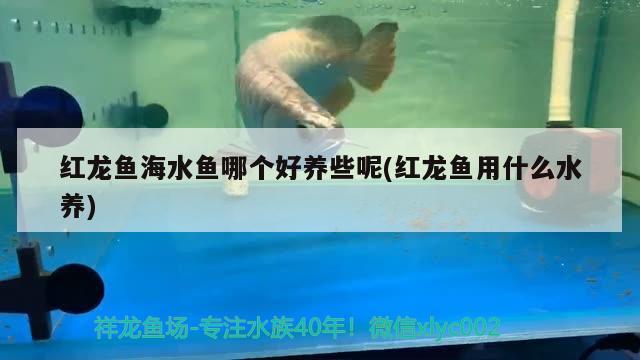 红龙鱼海水鱼哪个好养些呢(红龙鱼用什么水养) 海水鱼 第2张