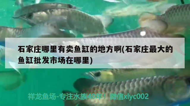 福州鱼缸专卖店地址在哪里呀电话 福州定做鱼缸哪家效果棒