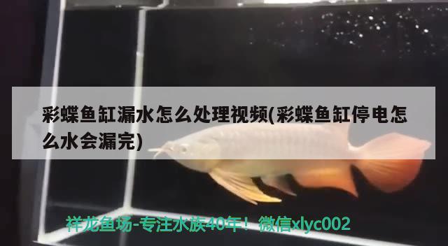 夏邑县本草缸木水族器材店 全国水族馆企业名录 第3张