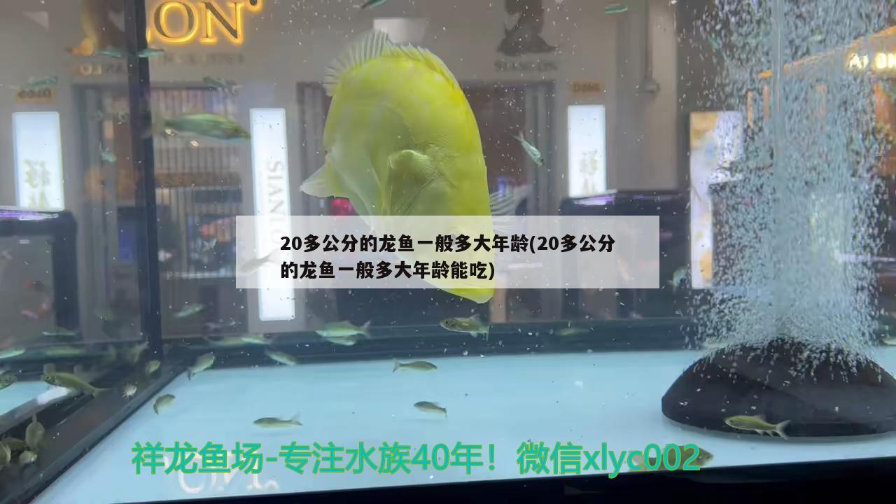 20多公分的龙鱼一般多大年龄(20多公分的龙鱼一般多大年龄能吃) 肥料