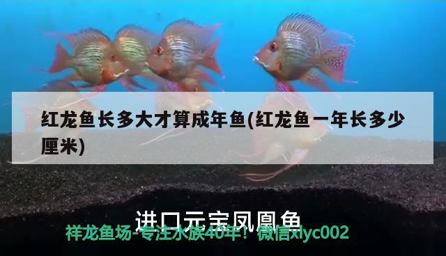 红龙鱼长多大才算成年鱼(红龙鱼一年长多少厘米) 恐龙王鱼 第2张