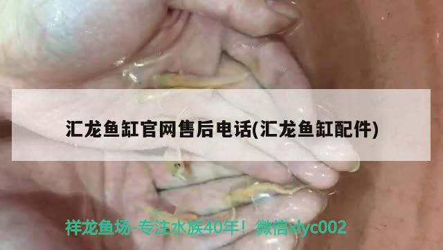 七彩鱼缸底什么颜色好看(鱼缸底用什么颜色好看)