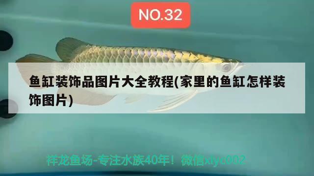 鱼缸装饰品图片大全教程(家里的鱼缸怎样装饰图片) 粗线银版鱼苗